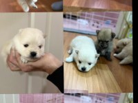 POMERANİAN BOO KÖPEĞİMİZ