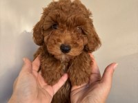 2 Aylık 2 Adet Poodle Erkek Bebekler