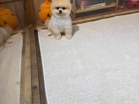 Orjinal Pomeranian Boo
