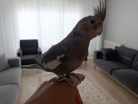 Kendi Yavrulattığım Ele Alışkın Sultan Papağanı