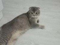 safkan scottish fold