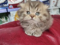 Scottish fold