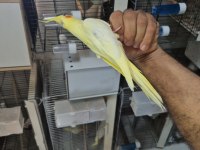 Yavru lutino sultan papağanı