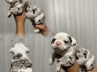 French bulldog sevenler