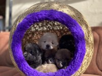 HIGH QUALITY PURPLE TONGUE CHOW CHOW PUPPIES