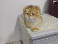 Golden Scottish Fold Kızımız Yeni Yuvasını Arıyor