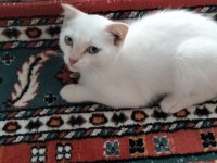 Scottish fold pati yeni yuvasını arıyor