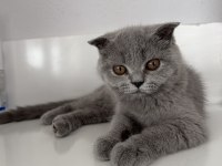 Sevgi ile büyüyen sağlıklı scottish fold yavrular