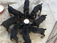 Kızıl Ve Siyah Renk Seçenekleri Dobermanlar Mevcut