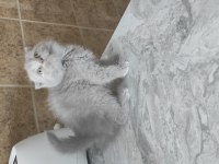 Scottish fold sıfir kulak