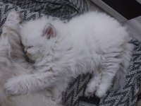 British longhair dişi bebekler