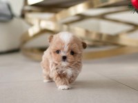 ÇOCUKLARIN MUTLULUĞU TOY POODLE BEBEKLERİM