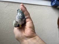 Yeni yeme düşen sevda papağanımız