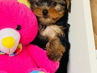 Emsalsiz yorkshire terrier bebek