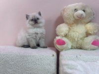 AYI SURAT A+ KALİTE BEBEK KEDİLERİMİZ