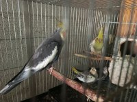 Tecrübeli takım yumurtalı yavrulu sultan papağanı
