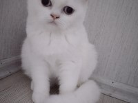 Asil british shorthair prenses