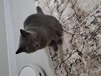 Manisa kısırlaştırılmış dişi kedimiz