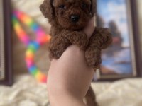 SAFKAN KORE POODLE YAVRULAR