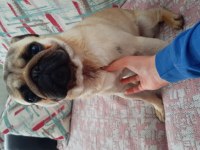 Pug Köpeğimiz