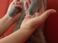 British Shorthair Mersin