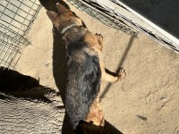 Şecereli anne ve baba yarışma köpeği alman kurdu