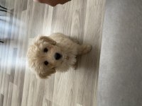 Maltipoo dişi