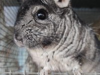 Chinchilla 6 Aylık (Çinçilla)