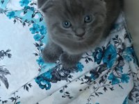 Dişi ve erkek kedimiz yavrularımız sahiplerini bekliyor