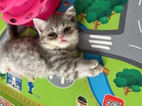 British Shorthair Yavrular