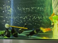 Tropheus duboisi maswa 6 tane ciklet 50 tane