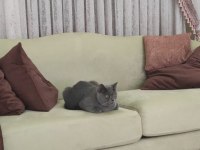 8 aylık british shorthair oğlumuzu sahiplendiriyoruz