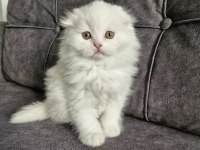 Scottish Fold Longhair Güzellik