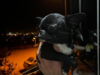 Elma Kafa Küt Burun Chihuahua
