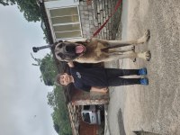 Anadolu Çoban Köpeği
