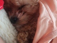Aşıları yapılmıştır maltipoo