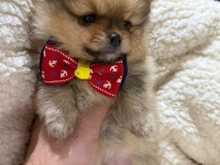 İyisi değil en iyisi 1 dişi ve 2 erkek teddy bear pomeranian