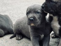 30 Günlük Cane Corso Yavrularımız