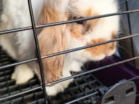 English lop tavşan
