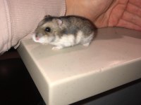CAMPBELLS DWARF HAMSTER YAVRULARIM YENİ EVİNİ ARIYOR