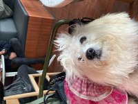 MALTESE TERRİER KIZIM MİLA