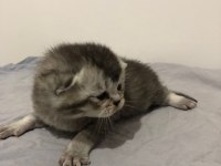 Yeni minik yavrularım british shorthair