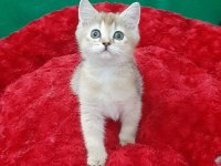 British Shorthair Sevimli Yavrumuz