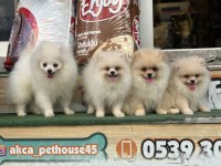 AYI SURAT TEACUP POMERANİAN YAVRULARIMIZ