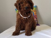 Safkan Poodle Yavrularımız Yeni Yuvalarını Bekliyor…
