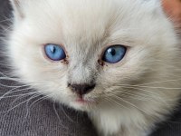 British Shorthair Bebekler