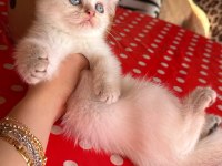 SAFKAN BRİTİSH SHORTHAİR GOLDEN POİNT DİŞİ