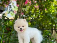 SEVİMLİ POMERANİAN BOO BEBEKLER