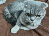 Scottish Fold İsmi Pamuk