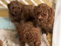 Toy Poodle Şecereli Anneden